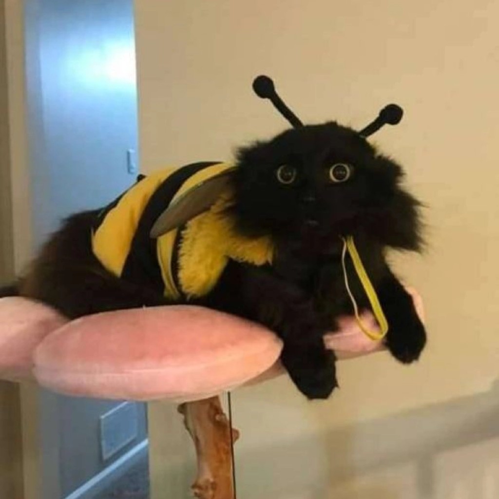 Arı vız🐝🎼v...